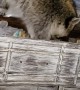 Raccoon Nestles in for a Nap