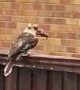 Hungry Kookaburra Uses Fence to Stun Frog