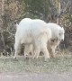 Baby mountain goats humorously walk around in circles