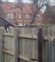 Cat Awkwardly Shuffles Along Fence