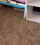 Toddler Finds a Shortcut to Cleaning Room