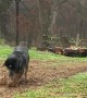 Cattle Dog Digs Trench