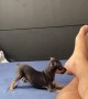 Ankle Biting Puppy Play With His New Human