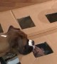 Boy Builds Treat-A-Dog Game For Boxer Dog