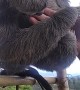 Rescued Sloth Shows Love to Rescuer