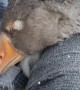 Sleepy Goose Falling Asleep has the Nibbles