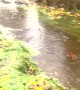Salmon Jump From Stream to Street