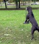 Dog Wants to Play on Rope Swing