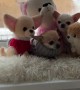 Pups Pose as Plush Toys
