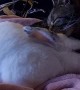 Cat Grooms Bunny After His Bunny Brother Passed Away