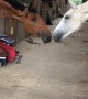 Horses Stretch Across Stable to Be Close