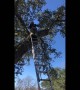 Firefighters Rescue Dog Stuck in Tree