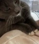 Kitty Steals Personal Massage