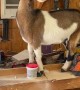 Nosy Goat Falls Off Table