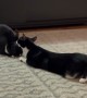 Cat Grooms His Bunny Friend