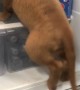 Puppy Climbs Into Fridge to Cool Off