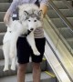 Boyfriend Carries Dog Down the Mall Escalator