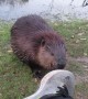 Beaver Flails Over Unusual Smells