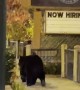 Big Black Bear Strolls Downtown Gatlinburg