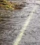 Salmon Swim Across Flooded Road