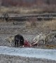 Wolves Feast on Elk in Grand Teton