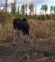 Hunter Has Close Encounter With a Curious Moose