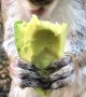 Wild Squirrel Loves Avocados