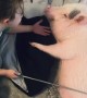 Deaf mini pig adorably spends time with best friend