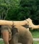 Adorable footage shows mother elephant helping her baby in trouble 