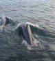 Dolphins Play Around a Boat at the Farne Islands