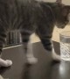 Cat Must Track Before Drinking Water
