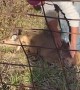 Deer Stuck on Fence Rescued by Workers