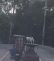 Dog Riding on Top of Tricycle in the Philippines
