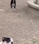 Amazing Dancing Dog
