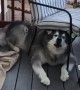 Malamute Gets Stuck Under Chair