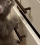 Kitten Climbs Ladder to Counter
