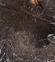 Fox Freed From Fence Snare