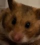 Yawning Hamster Quickly Turns From Monster to Cute