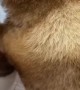 Molting of a Fluffy Dog