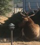 Huge Resting Elk Herd Surrounds Homes