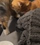 Cat Gets Face Full of Fart