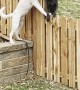 Fence Can’t Stop Best Friends Playing Together