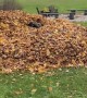 Dog Saves Dad From Leaf Pile
