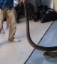 Mom Helps Remove Python Wrapped in Car