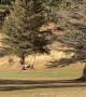 Elk Herd Stampede in Estes Park