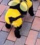 Dog Dressed as Bee Delights