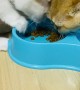 Hungry Kitty Hogs the Food Bowl