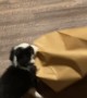 Playful Puppy Entertains Herself With Paper Bag