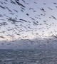 Seagulls Flock Over Fisherman