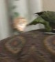 Parrot Runs Away From Person in a Mask